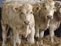 Rinder (Partie, Geschlecht nicht angegeben), Simmental cattle — Foto 2