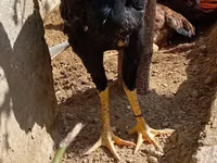 Chickens — photo 2