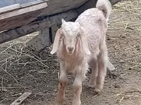 Ziegenbock, Damask goat — Foto 1