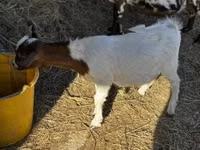 Cabro, Nigerian dwarf goats — foto 1