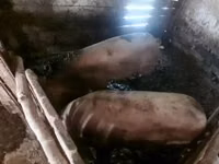 Boar, Pigs — photo 4