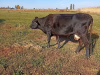 Kuh, Alatau-Rasse — Foto 4