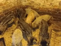 خنزير ذكر — الصورة 2