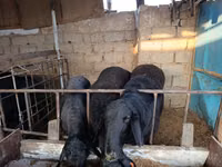 Schafe (Partie, Geschlecht nicht angegeben), Blackheaded Persian sheep — Foto 5