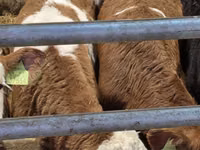 Bull, Simmental cattle — photo 4