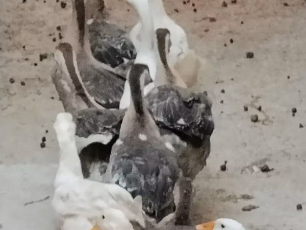 كوبان