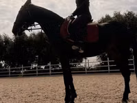 Mare, Friesian sport horse — photo 4