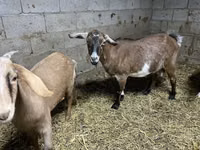 Ziege, Kamori goats — Foto 4
