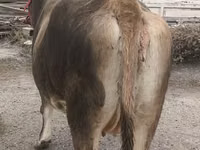 Kuh, Swiss cattle — Foto 8
