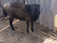 मेढ़ा, Karakul sheep — फ़ोटो 1