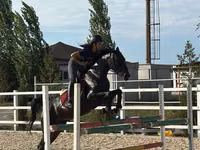 Mare, Friesian sport horse — photo 1