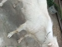 Ziege, Irish goat — Foto 3