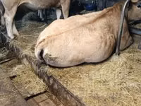 بقرة, Aubrac cattle — الصورة 2