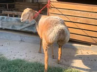 Schaf, Arashan sheep — Foto 5