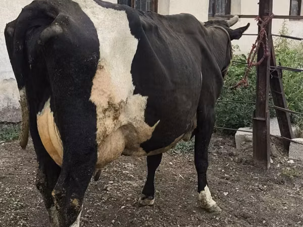 Kuh, Russian Black pied cattle