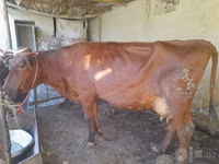 بقرة, Red Estonian cattle — الصورة 3