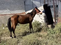 Horse (M), Anglo-Arabian — photo 4