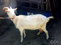 عنزة, Saanen goat — الصورة 1