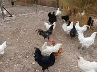 أستراليان بيت غيم فاول — الصورة 3