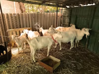 Ziegen (Partie, Geschlecht nicht angegeben), Pomellata goat — Foto 5