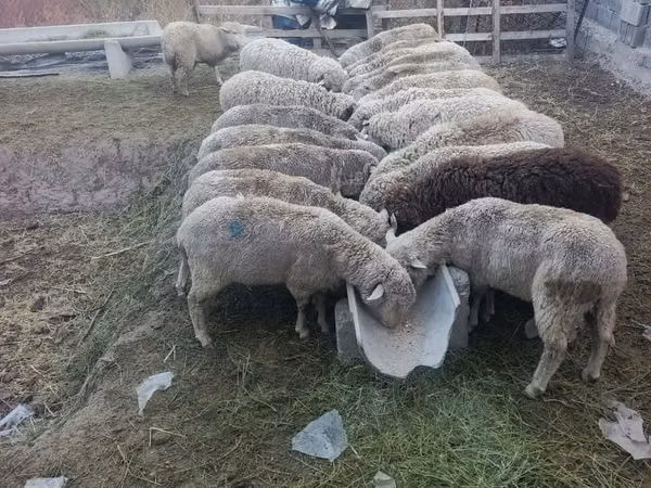 Carnero, Kazakh meat-wool sheep