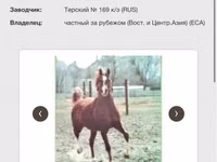 Caballo, Arabian horse — foto 5