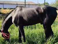 Caballos (lote, sexo no especificado), Hanoverian — foto 6