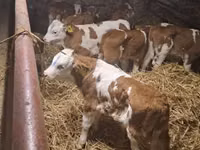 Bovinos (lote, sexo no especificado), Simmental cattle — foto 1