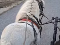 Horse (M), Shetland Pony — photo 2