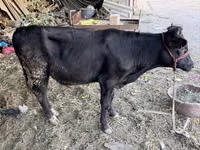 Toro, Aberdeen-Angus — foto 1