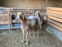 भेड़, Arashan sheep — फ़ोटो 2