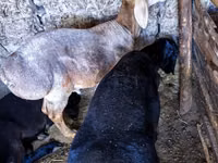 Carnero, Hissar sheep — foto 7