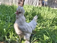 Chickens — फ़ोटो 2