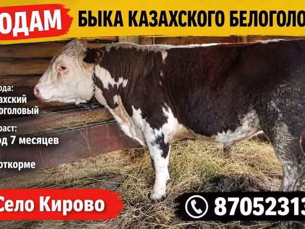 Бык, Белоголовая украинская