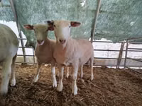 Schaf, Ile-de-France sheep — Foto 3