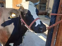 गाय, अलाताऊ नस्ल — फ़ोटो 6