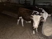 Bulle, Kalmyk-Rasse — Foto 8