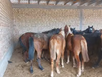 حصان, Horse breed — الصورة 3
