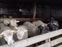 Ram, Ile-de-France sheep — photo 4