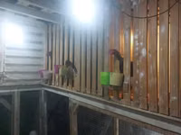Chickens — foto 4