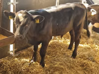 मवेशी (लॉट, लिंग निर्दिष्ट नहीं), Simmental cattle — फ़ोटो 3