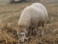Widder, Bardhoka sheep — Foto 3