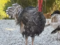 Turkeys — الصورة 2