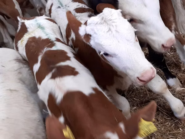 मवेशी (लॉट, लिंग निर्दिष्ट नहीं), Simmental cattle