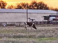 بقرة, Russian Black pied cattle — الصورة 2