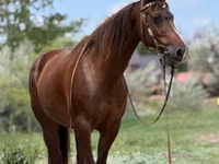Mare, Quarter Horse — photo 1