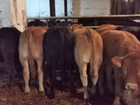 Bovinos (lote, sexo no especificado), Ganado vacuno — foto 1