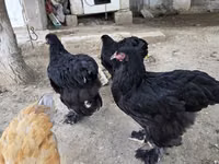 Brahma — Foto 4