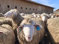Oveja, Edilbay sheep — foto 1