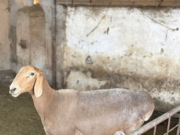 Schaf, Arashan sheep